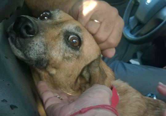 Perros rescatados de la colonia Etchepare. Foto: Upa Santa Lucía