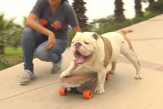 Otto, el bulldog skater que rompió un récord Guinness.