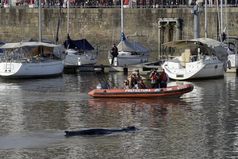 La ballena apareció en el Yacht Club de Puerto Madero. Foto: AFP.