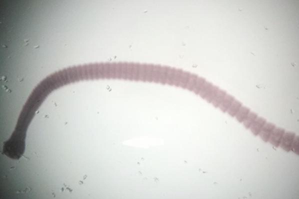 El eterno femenino de una imaginativa pintora