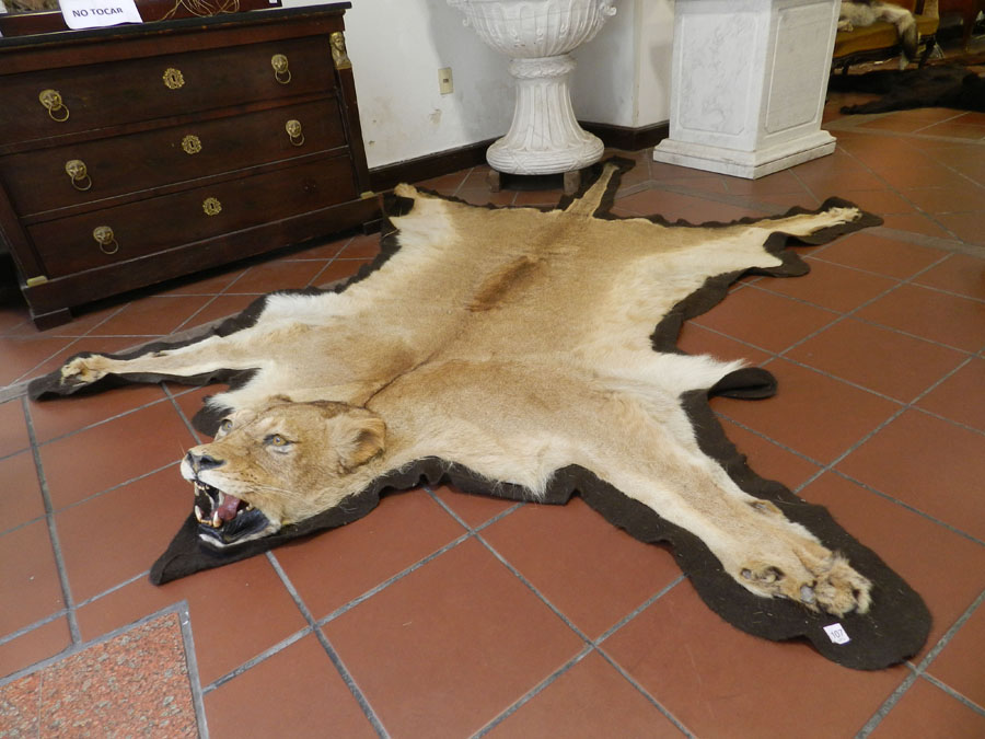 taxidermista Daniel Cóppola