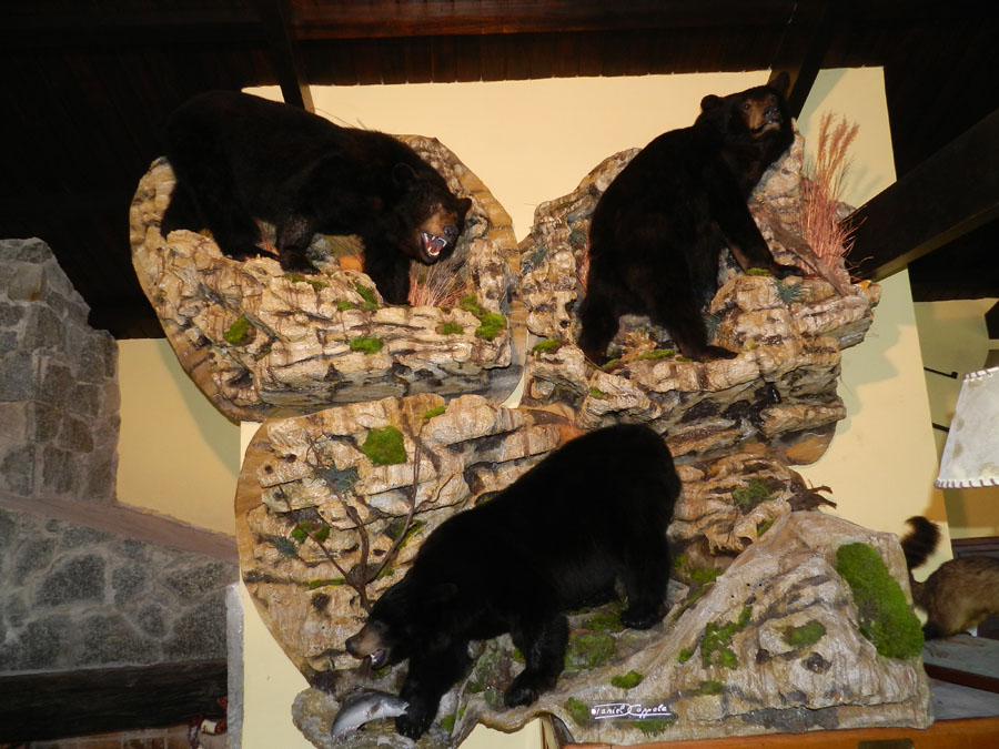 taxidermista Daniel Cóppola