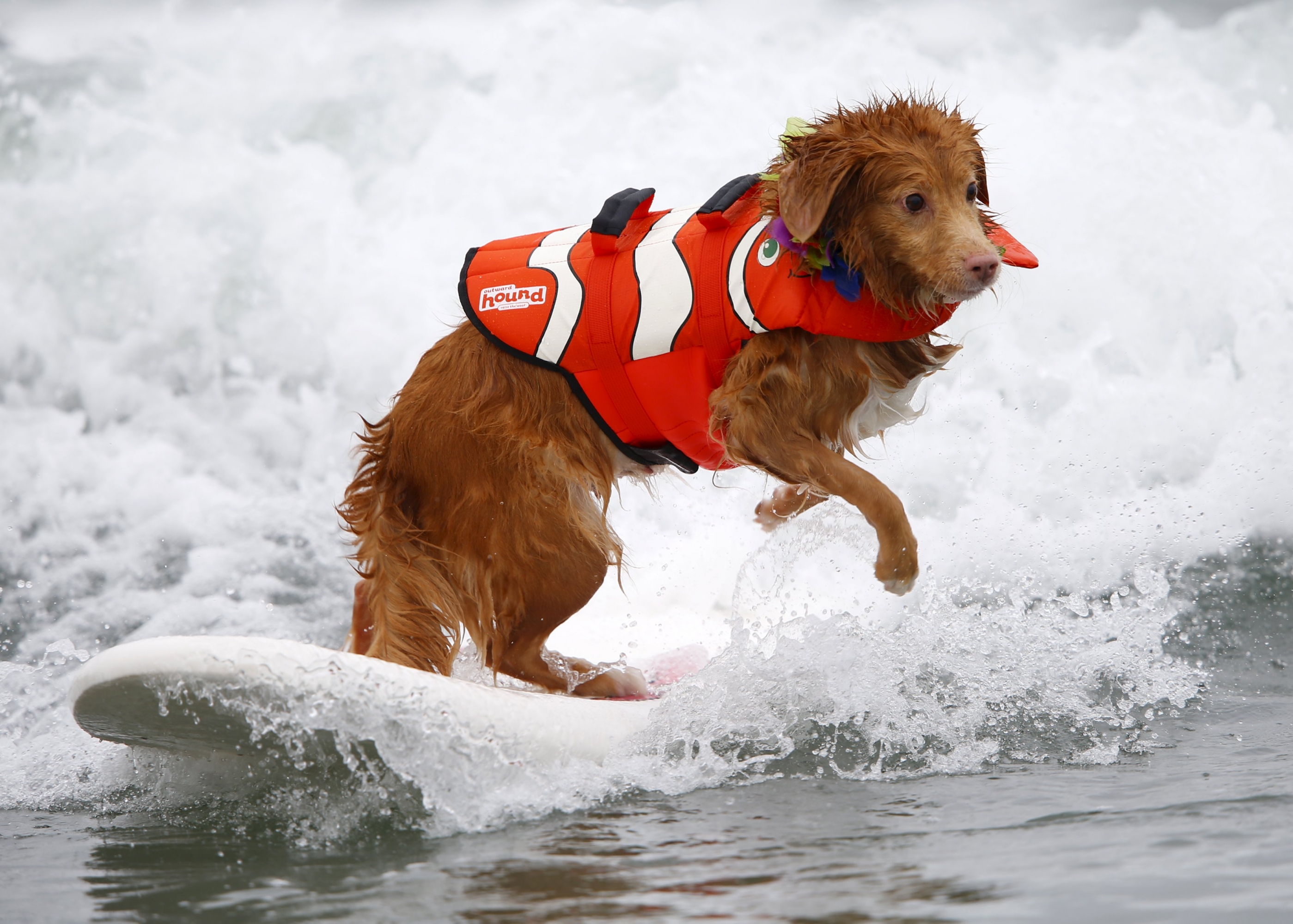 Competencia de perros surfistas en California. Foto: Reuters