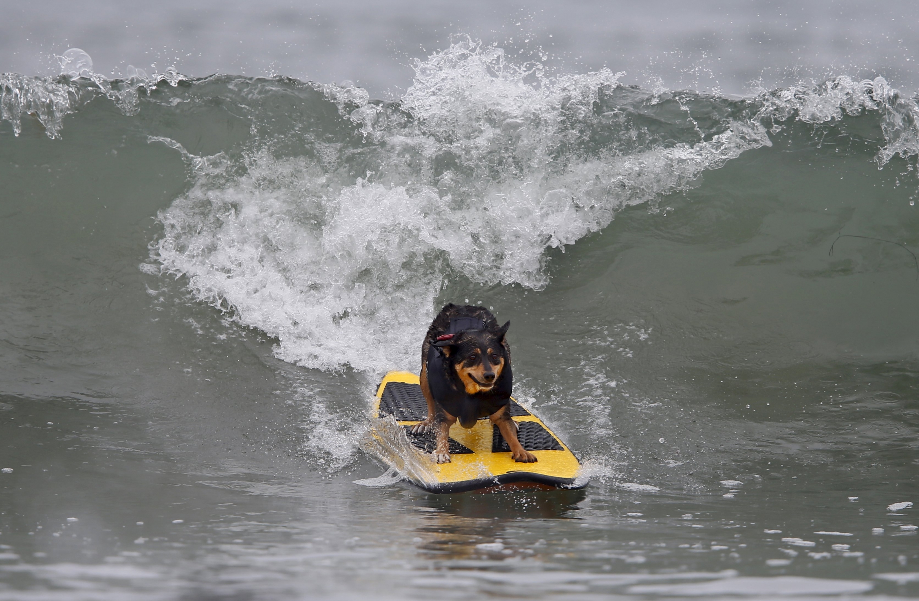 Competencia de perros surfistas en California. Foto: Reuters