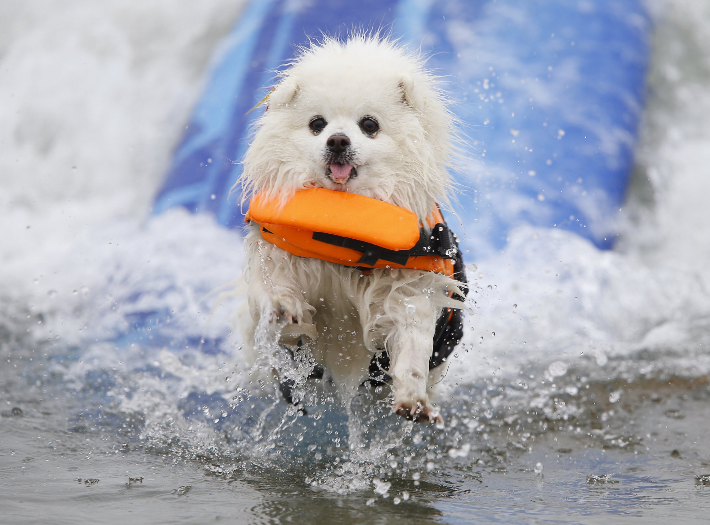 Competencia de perros surfistas en California. Foto: Reuters