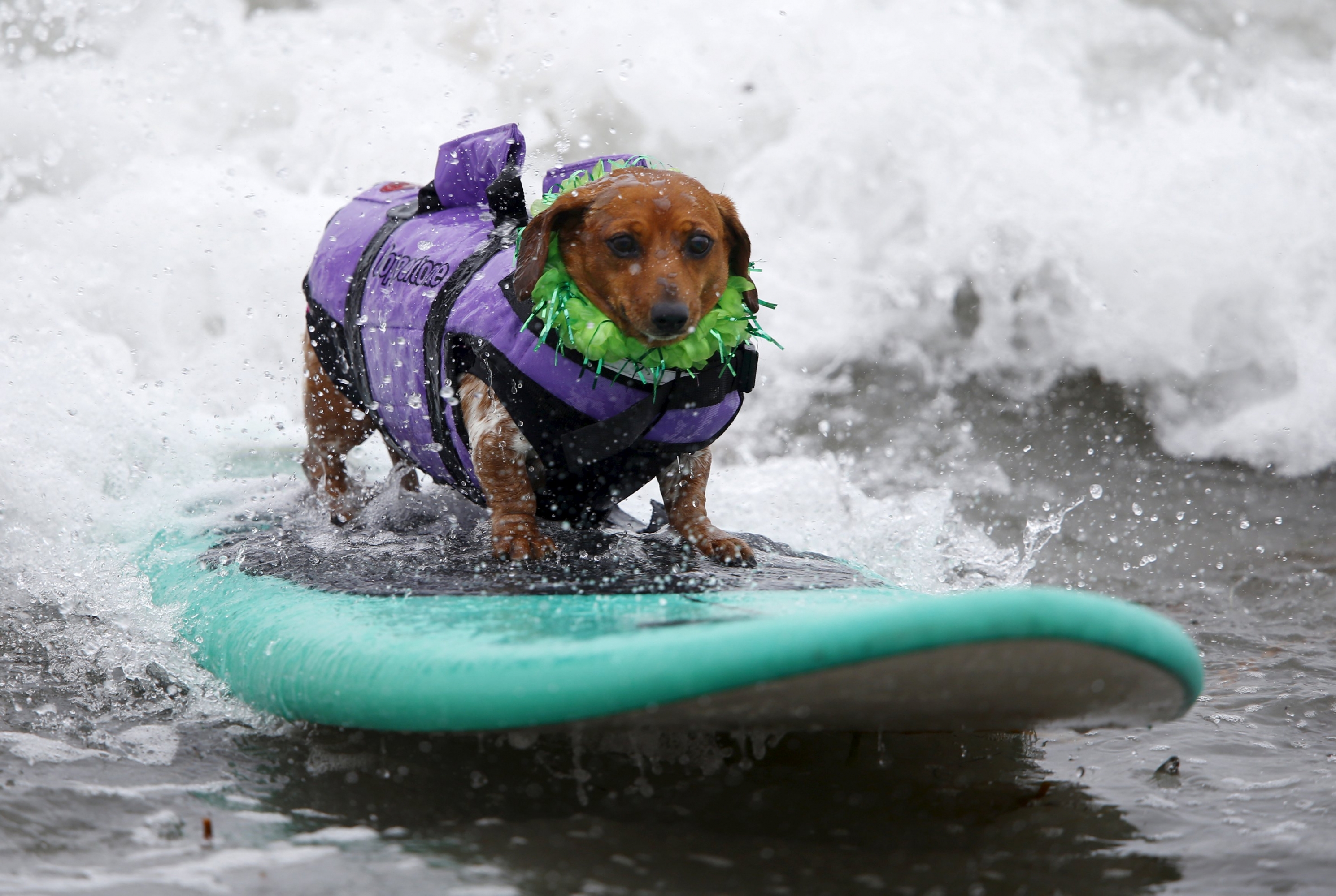 Competencia de perros surfistas en California. Foto: Reuters