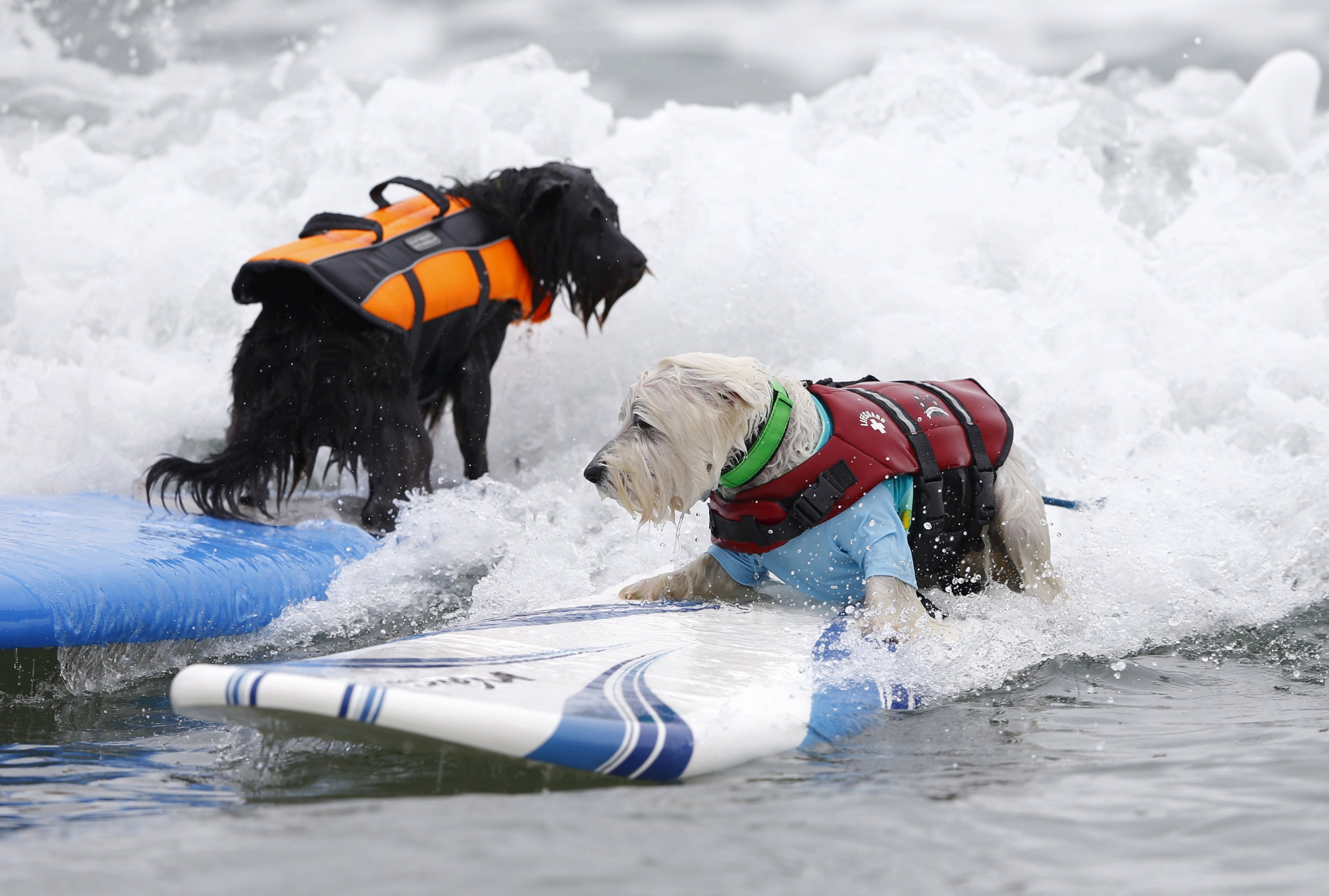 Competencia de perros surfistas en California. Foto: Reuters