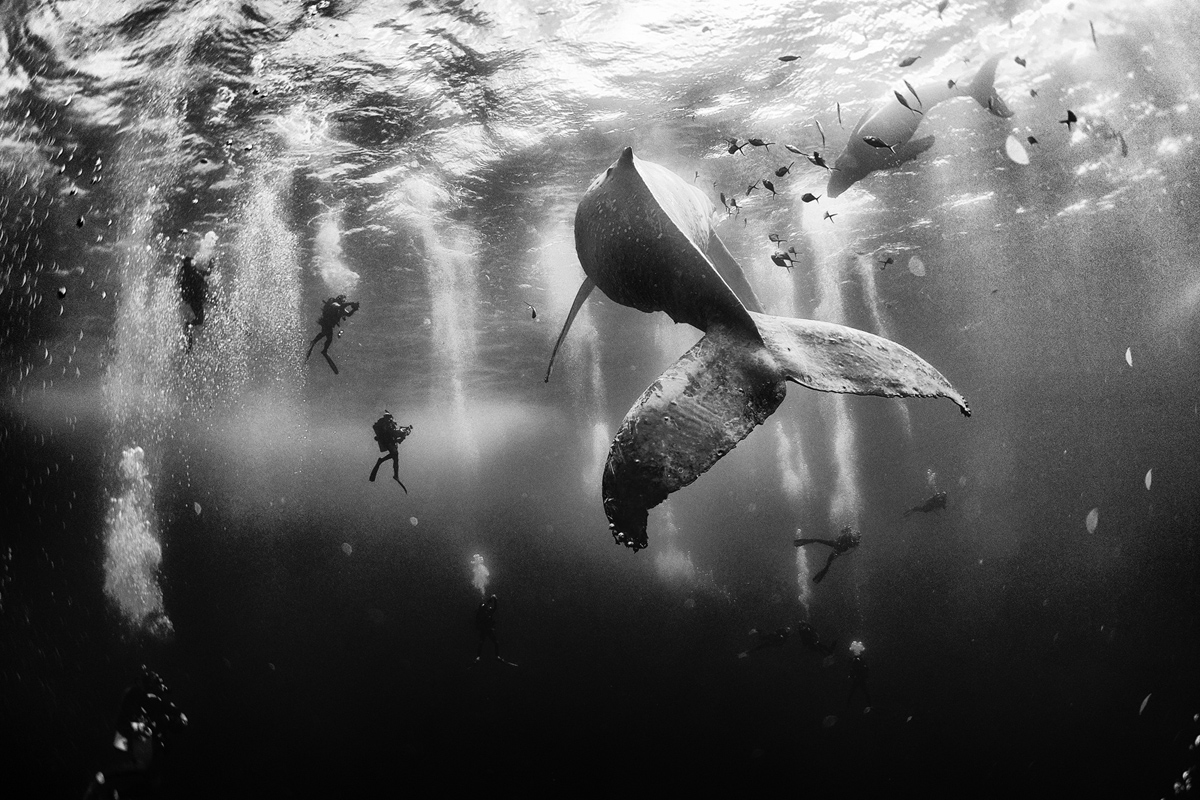 Primer premio: Buzos junto a una ballena y su cría en la isla Roca Partida, México. Foto: Anuar Patjane.