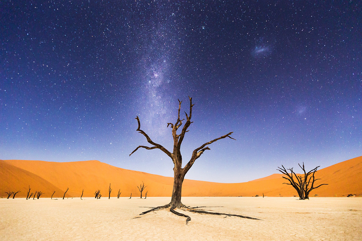 Mención: Un árbol centenario en el desierto de Deadvlei. Foto: Beth McCarley.