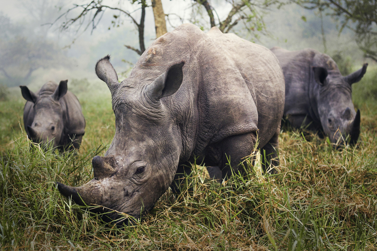 Mención: Tres rinocerontes en el santuario Ziwa Rhino, Uganda. Foto: Stefane Berube.