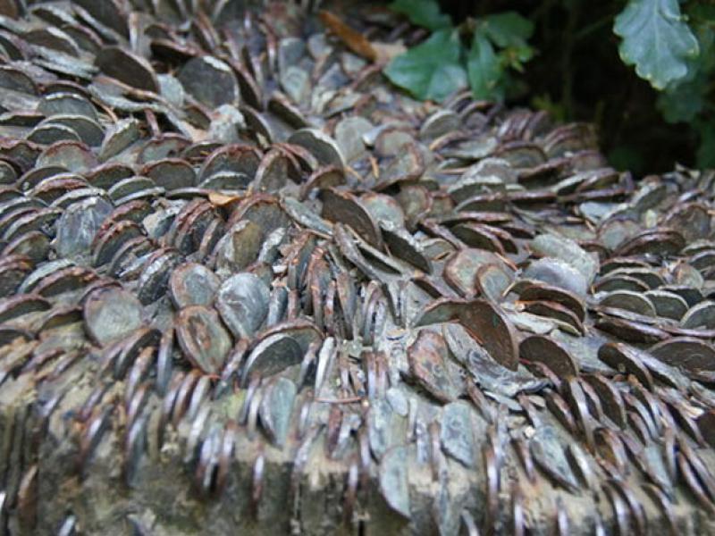 Portemerion- Gales. Los visitantes incrustan monedas en los árboles de esta localidad. Foto: geograph.org.uk.