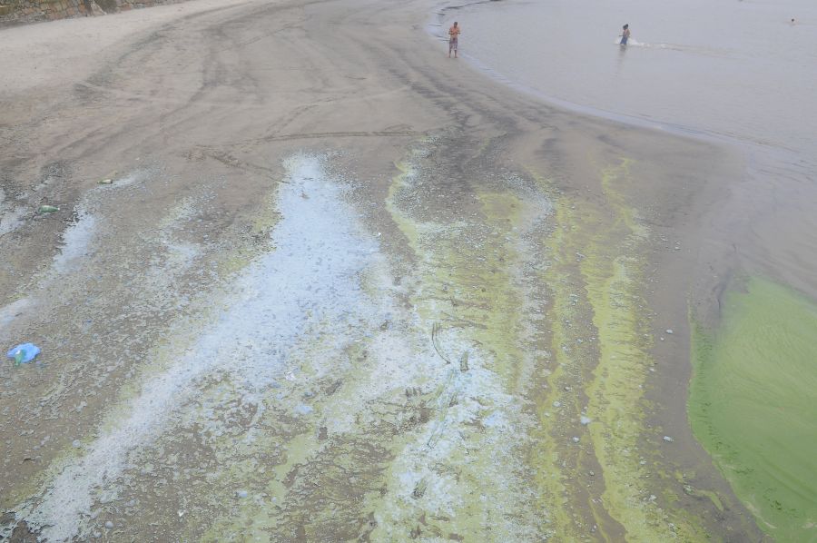 Cianobacterias en playas de Montevideo. Foto: Ariel Colmegna.