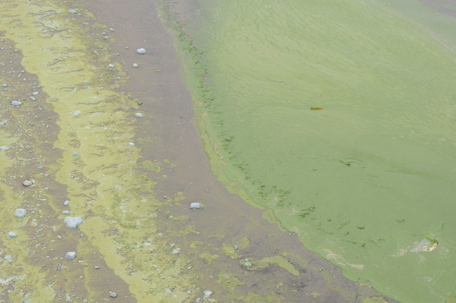 Cianobacterias en playas de Montevideo. Foto: Ariel Colmegna.