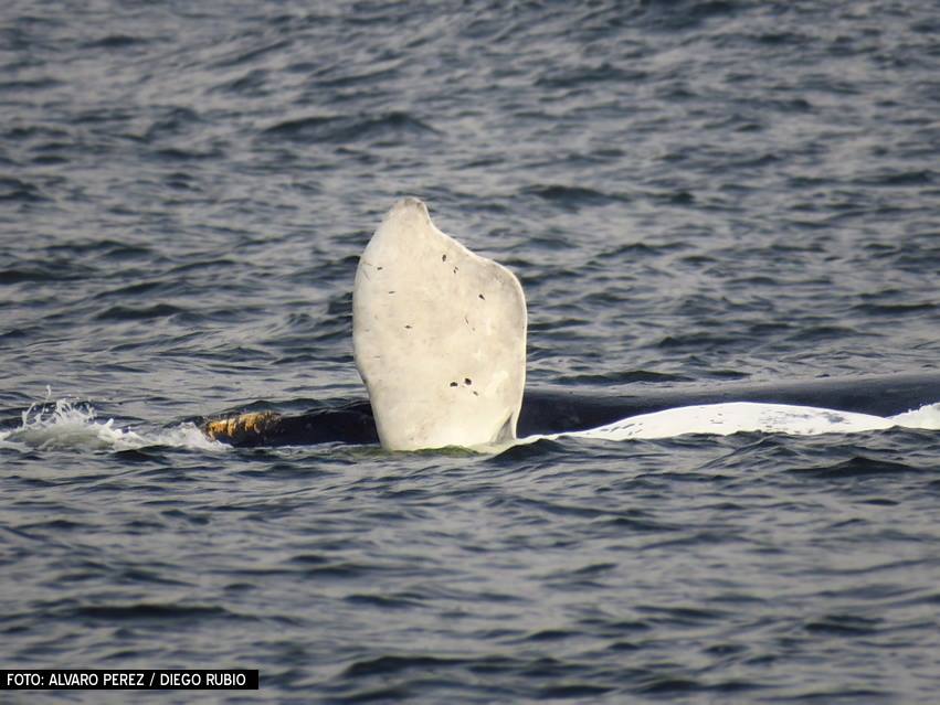 Ballenato blanco en la costa de Punta del Este. Foto: Alvaro Perez Tort
