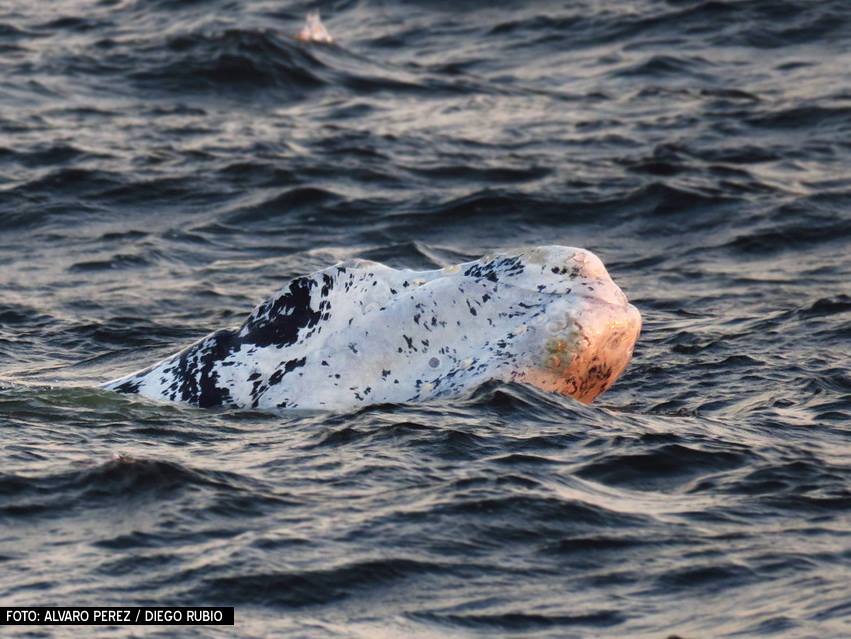 Ballenato blanco en la costa de Punta del Este. Foto: Alvaro Perez Tort