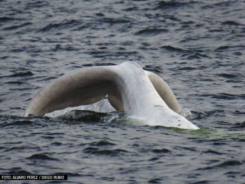 Ballenato blanco en la costa de Punta del Este. Foto: Alvaro Perez Tort