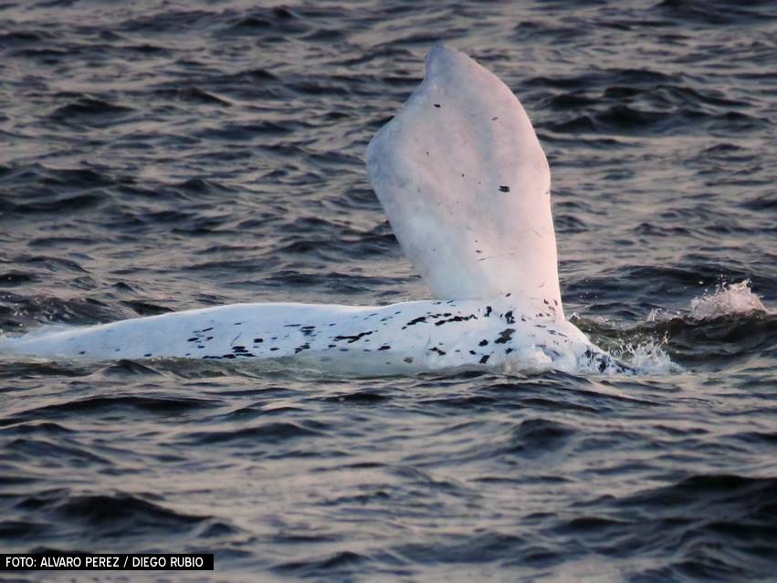 Ballenato blanco en la costa de Punta del Este. Foto: Alvaro Perez Tort