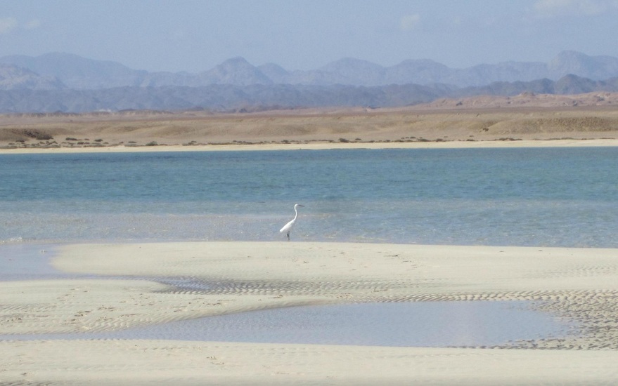 19 - Sharm El Luli (Marsa Alam, Egipto). Foto: Tizzx/Tripadvisor.