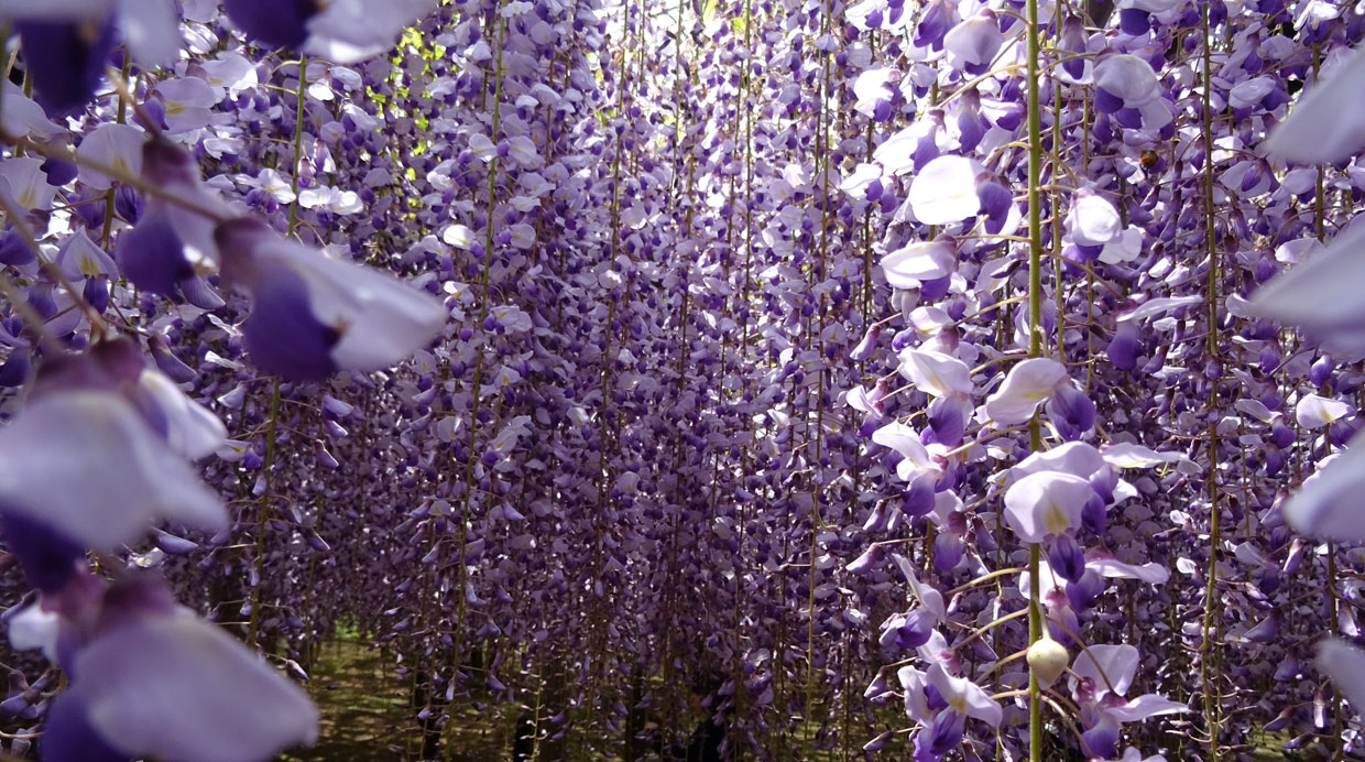 Foto: Flickr Creative Commons / Inazakira)