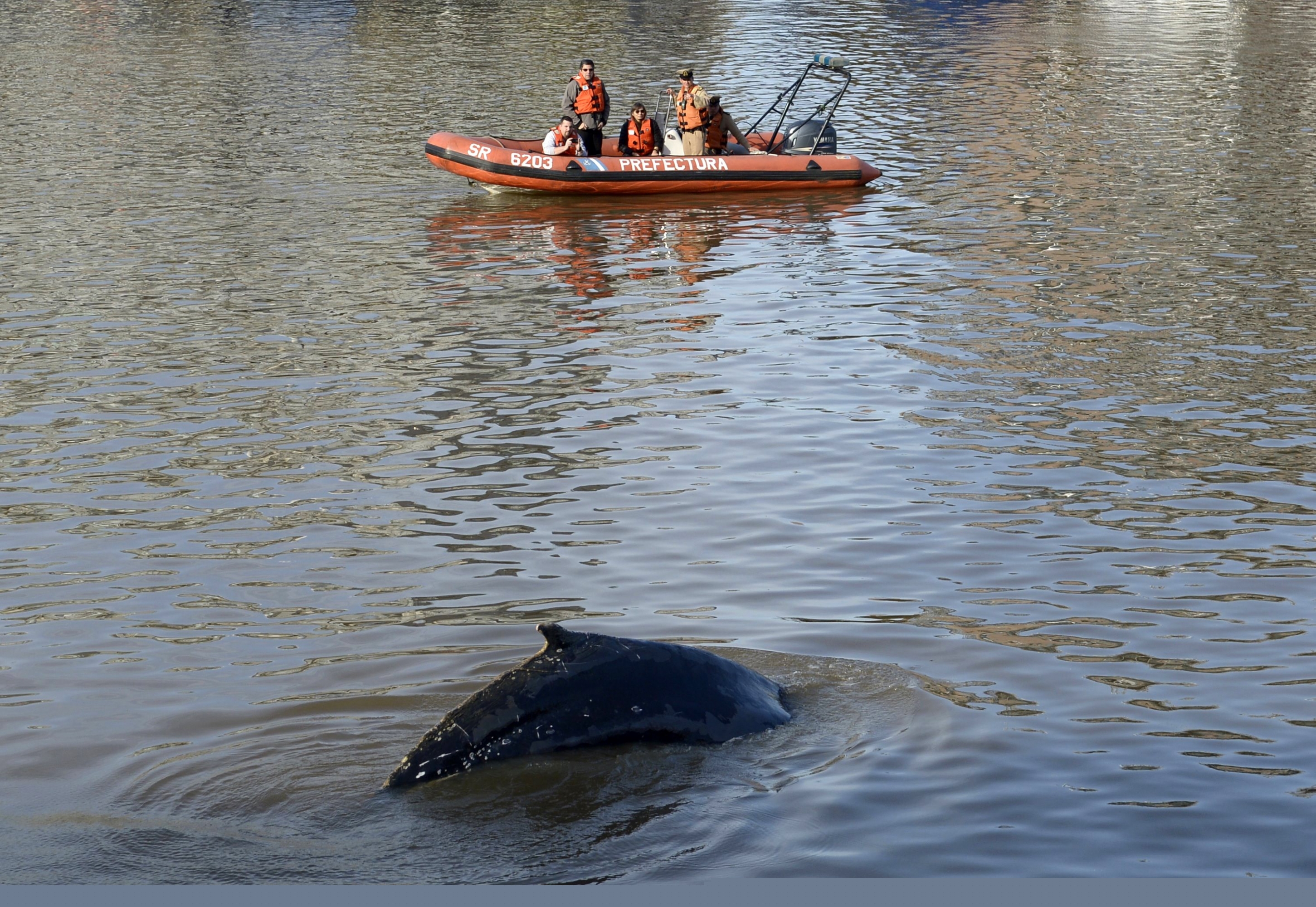 Ballena en Buenos Aires