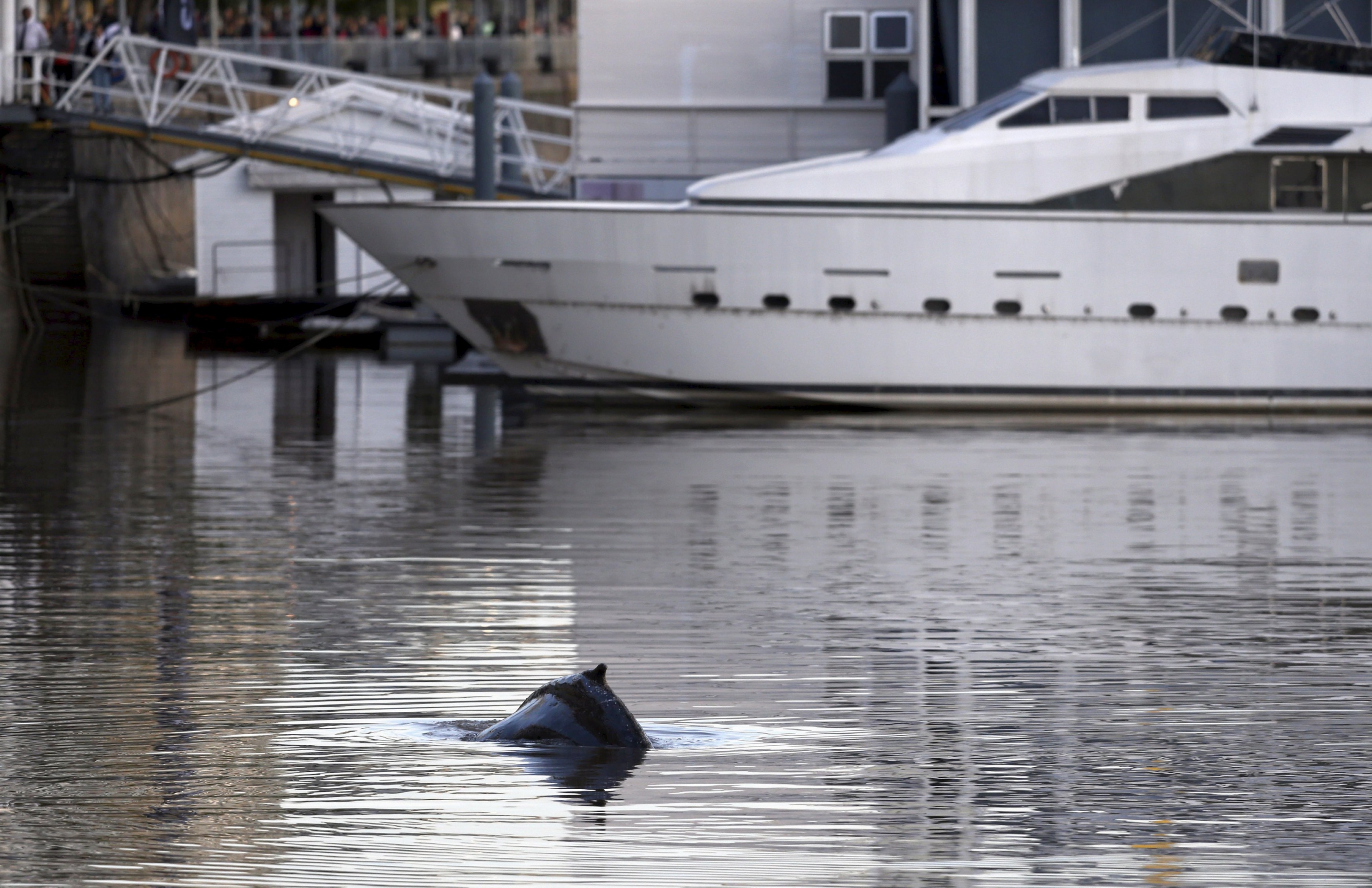 Ballena en Buenos Aires