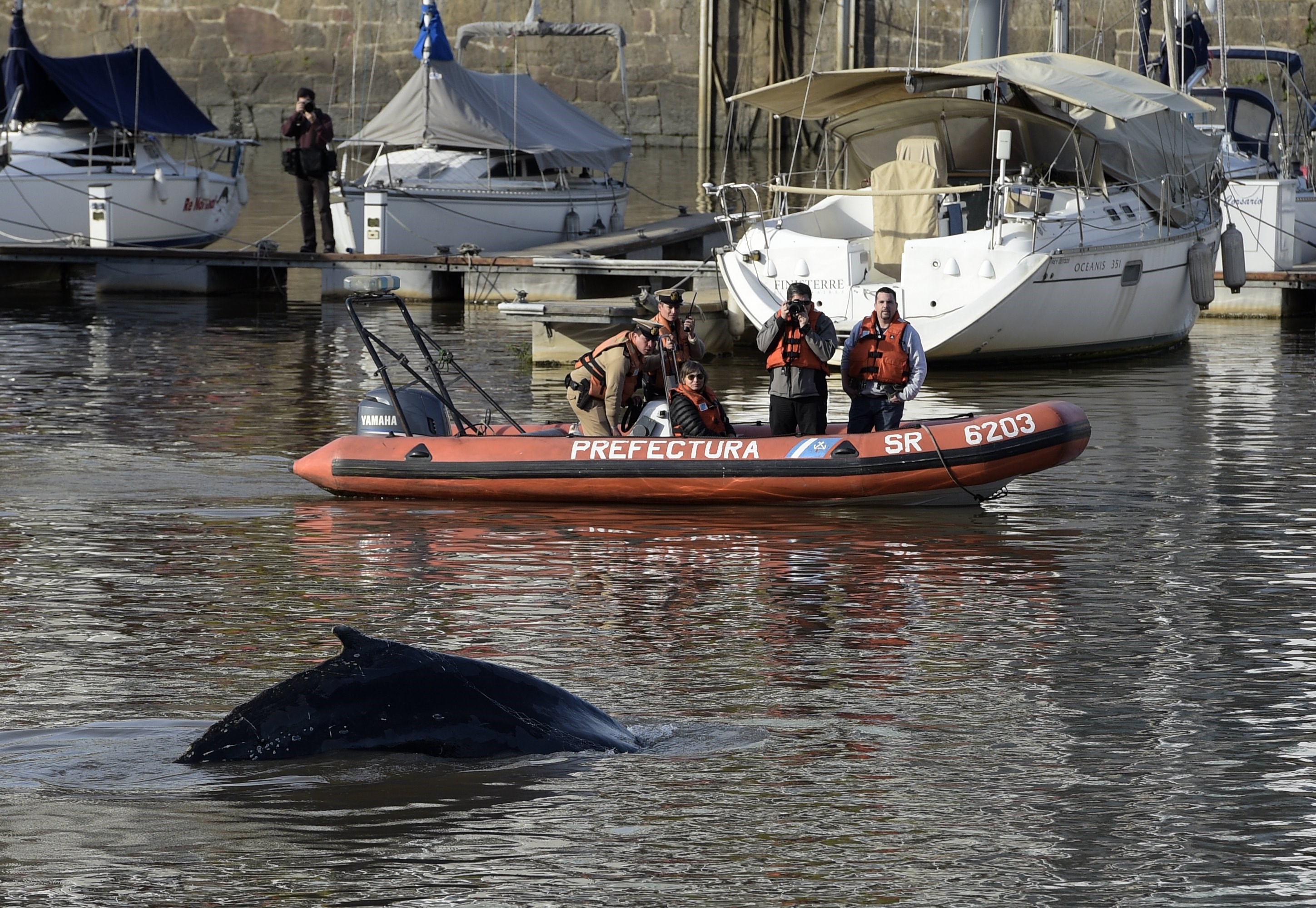 Ballena en Buenos Aires