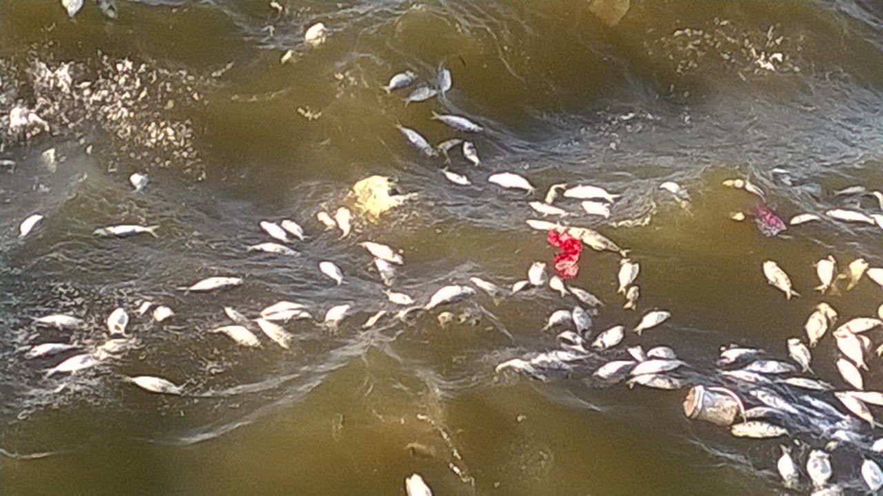 Una gran cantidad de peces muertos aparecieron esta mañana en la rambla. Foto: El País