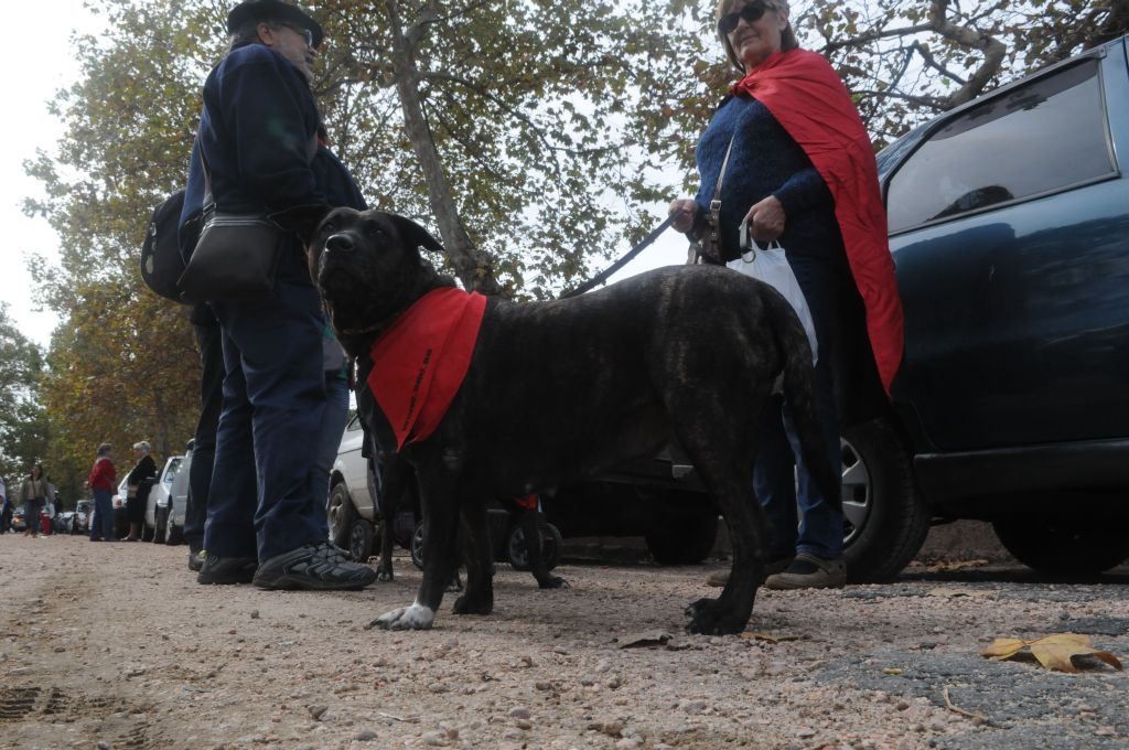 Perro en el acto del 1° de mayo de 2015. Foto: Francisco Flores