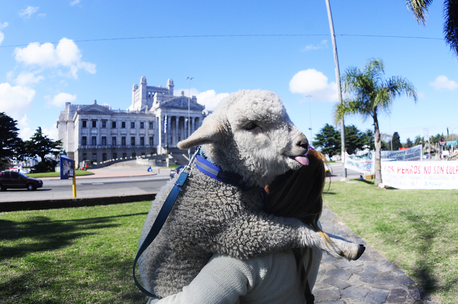 Una oveja fue protagonista de la protesta que organizaciones realizaron contra cambios institucionales. Foto: F. Ponzetto