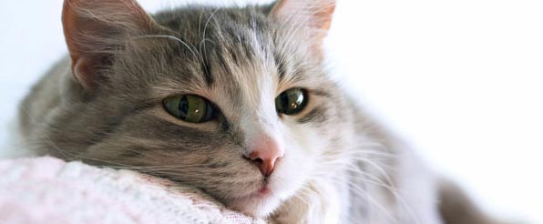 El eterno femenino de una imaginativa pintora