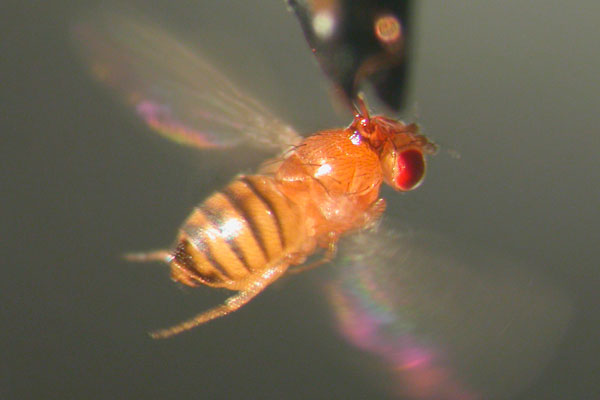 El eterno femenino de una imaginativa pintora