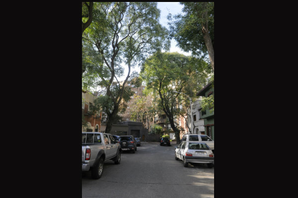 José Benito Lamas, en Pocitos