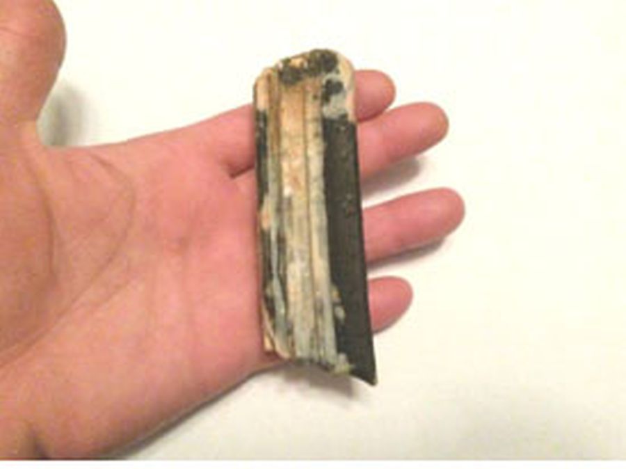 Cerro Largo: diente de toxodonte hallado por Sosa Cantera.