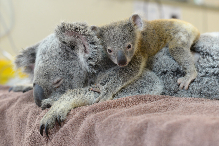 Koala. Foto:Australia Zoo Wildlife