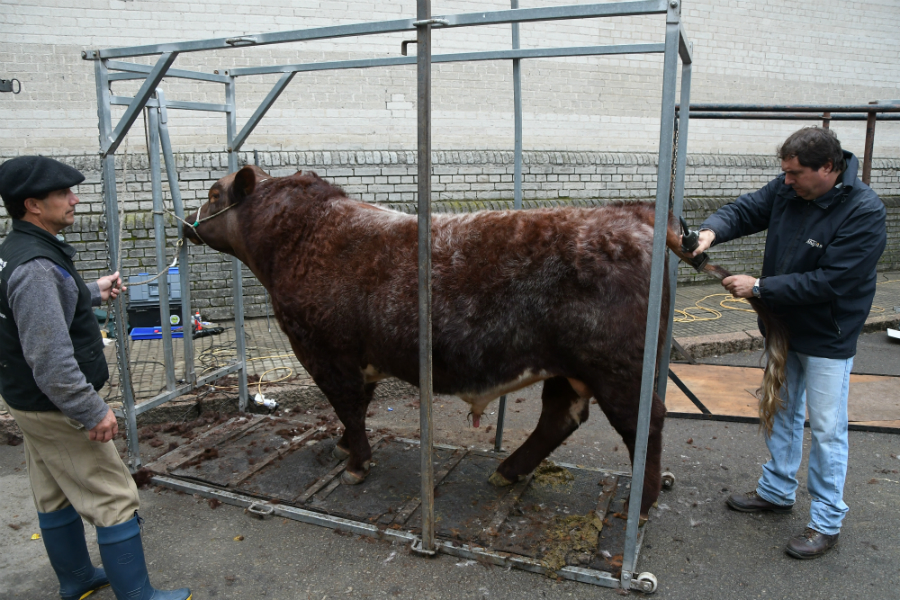 Las mejores postales de una nueva edición de la fiesta del campo en la ciudad. Foto: Ariel Colmegna