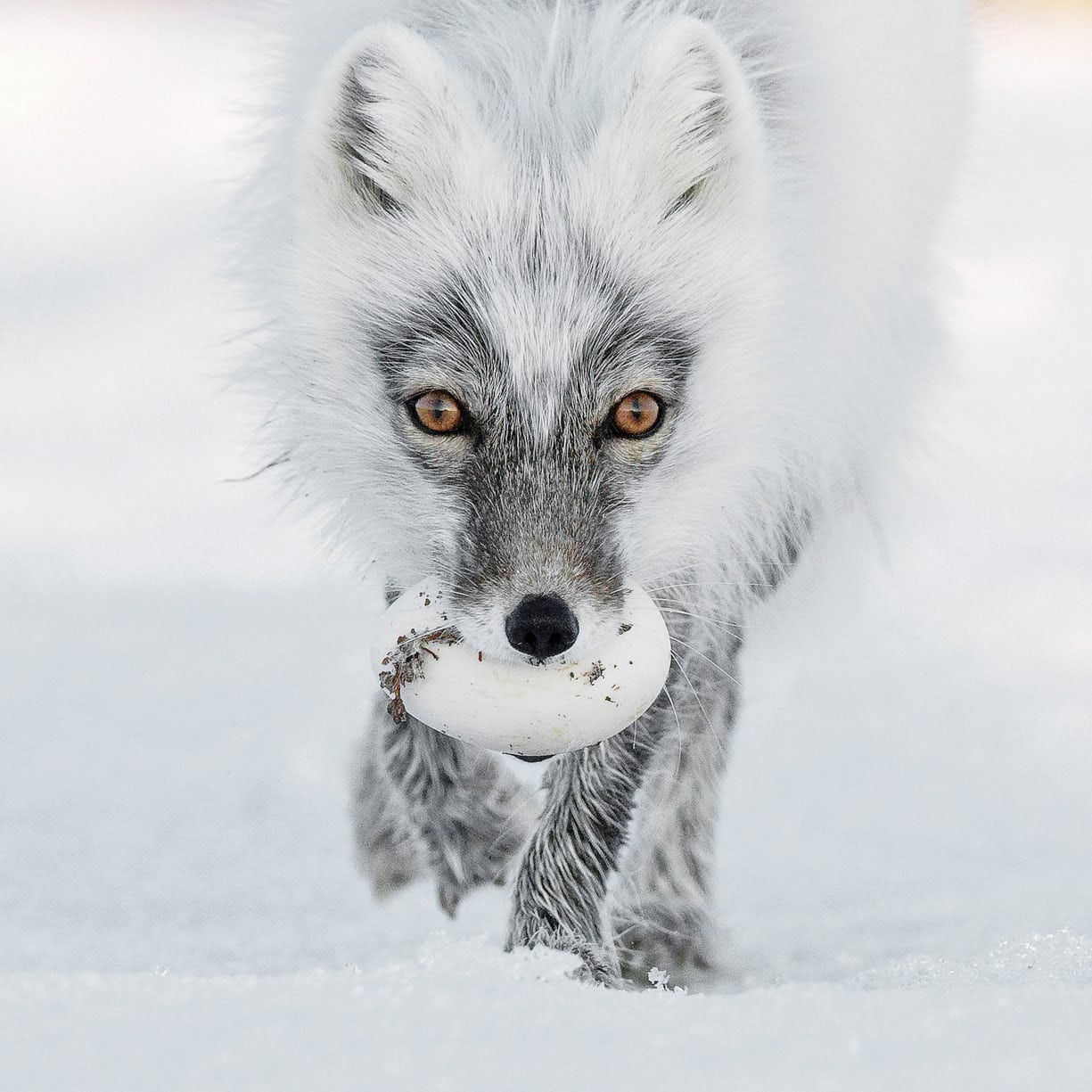 Finalistas del Wildlife Photographer of the Year. Foto: Sergey Gorshkov/2017 Wildlife Photographer of the Year