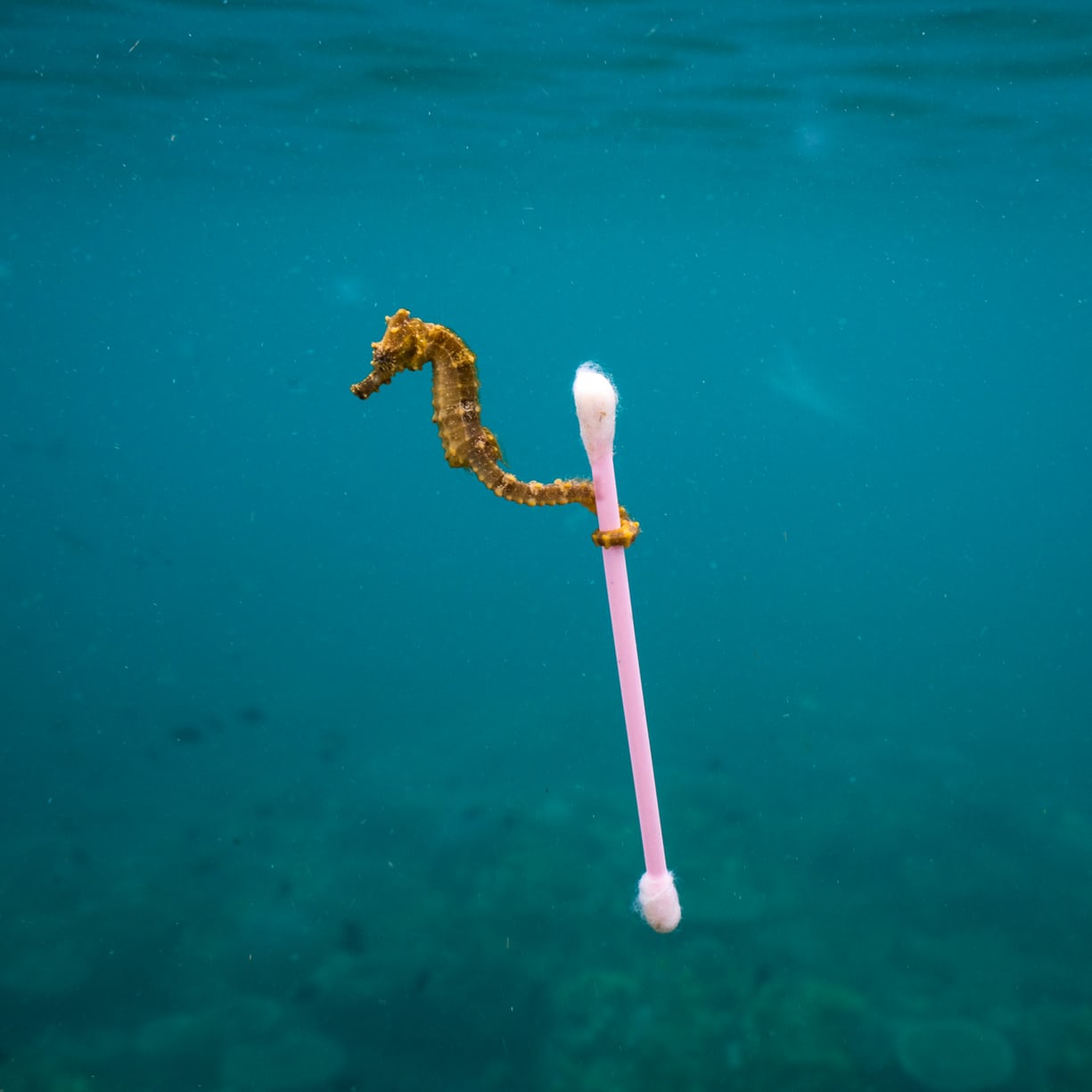 Finalistas del Wildlife Photographer of the Year. Foto: Justin Hofman/2017 Wildlife Photographer of the Year