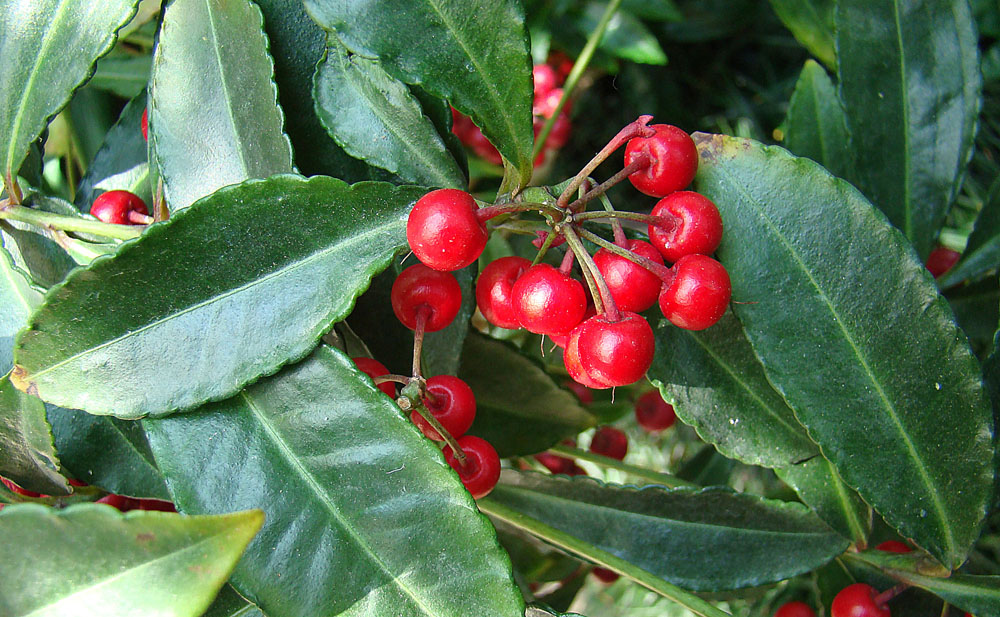 Coralberry