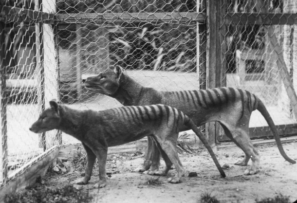 Tigre de Tasmania