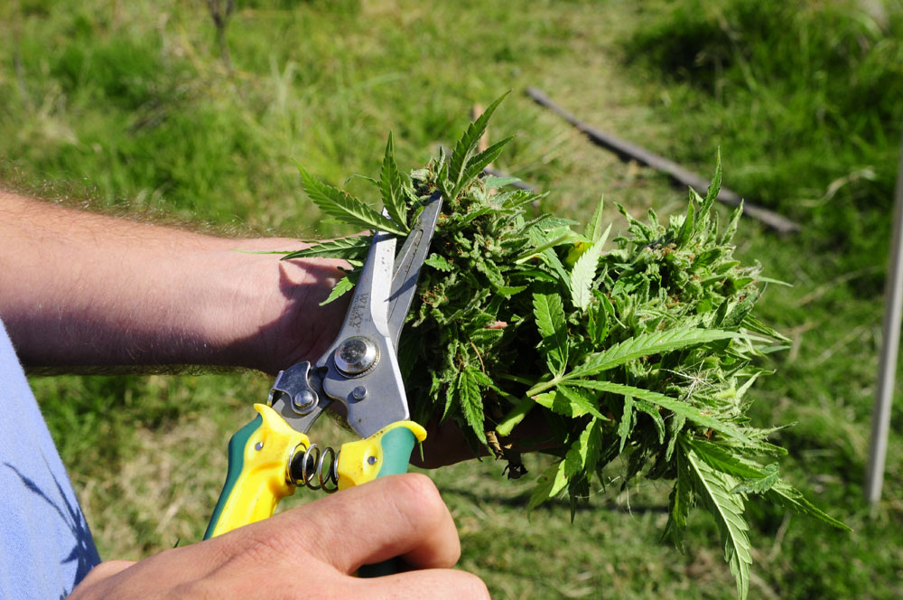 El medicinal es el único uso aún no resuelto desde la regulación. Foto: A. Colmegna