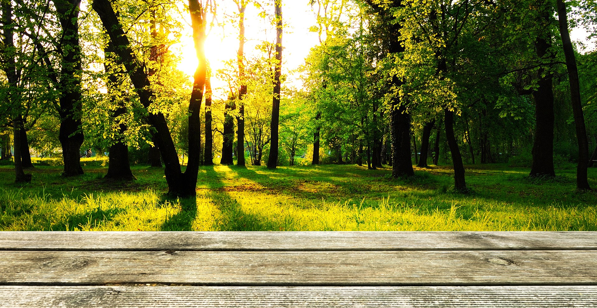Bosque