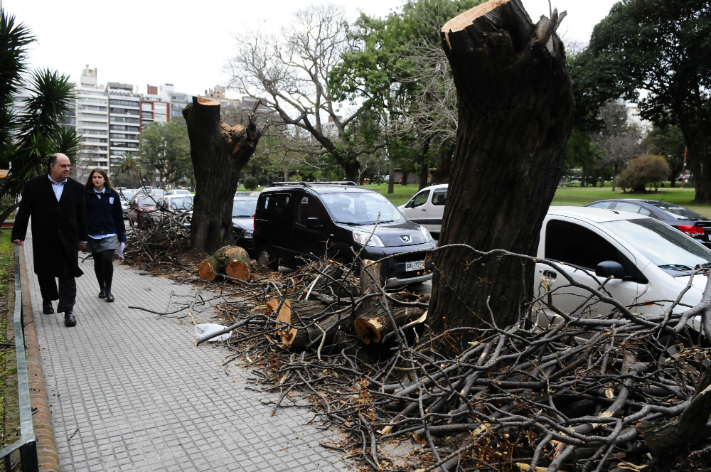 Árboles recientemente descopados en el parque Villa Biarritz. Foto: M. Bonjour