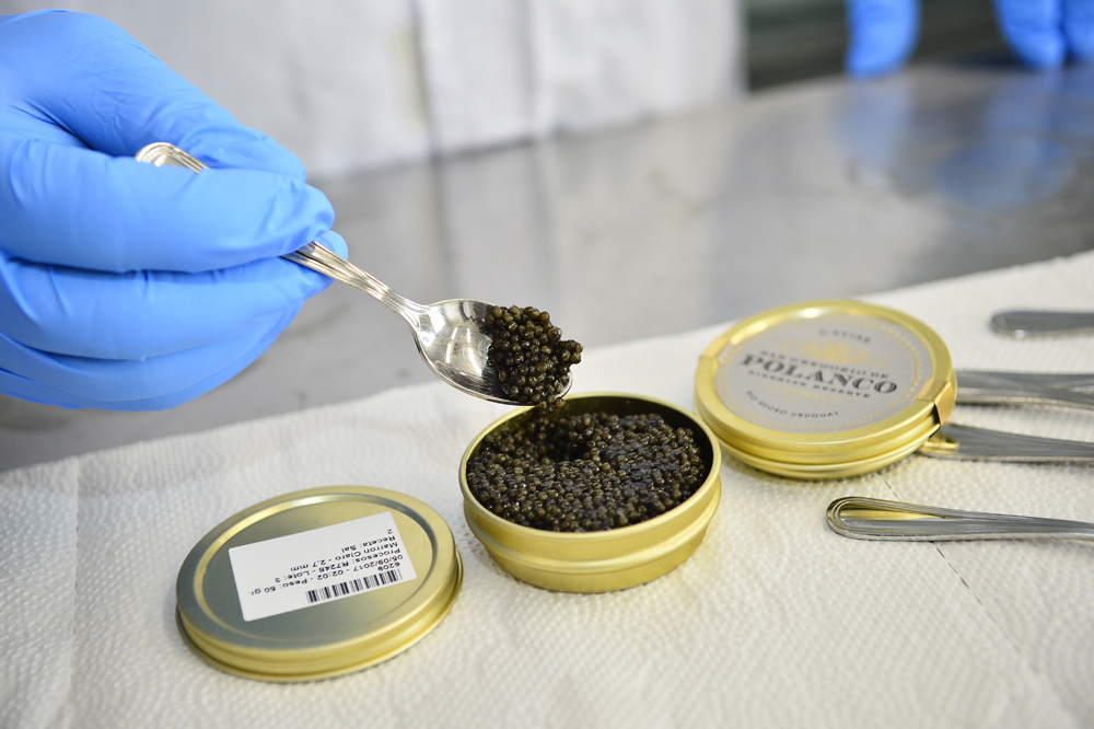 Única e irrepetible, cada lata lleva una etiqueta que la identifica entre todas las latas que existen. Foto: Gerardo Pérez