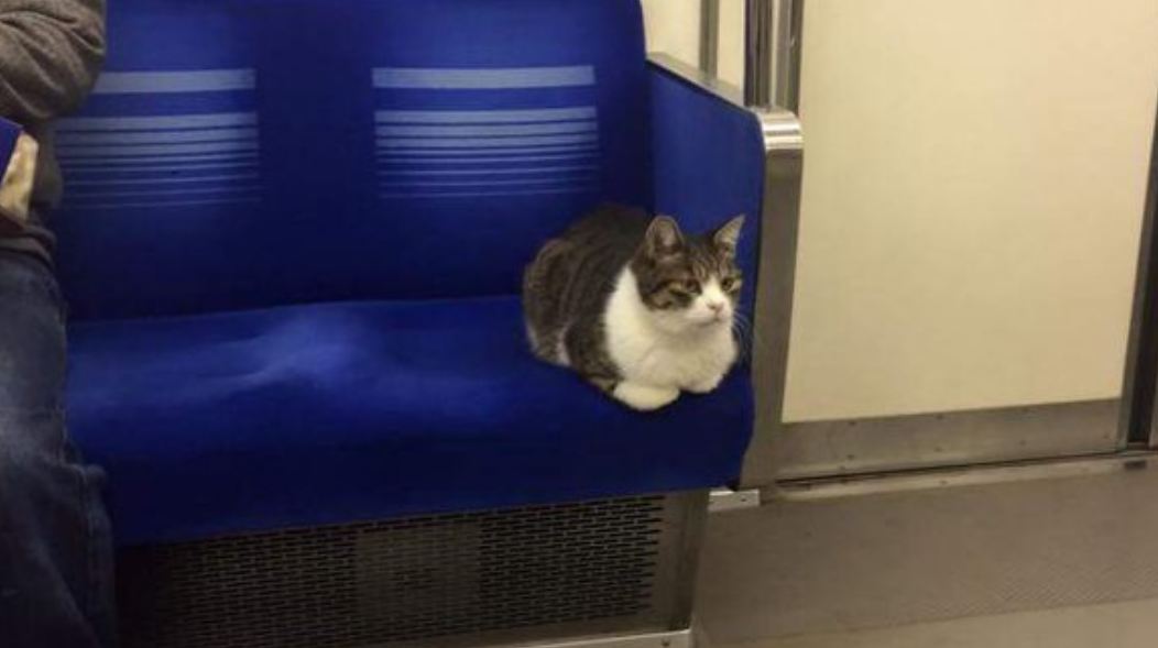 Gato Metro Tokyo