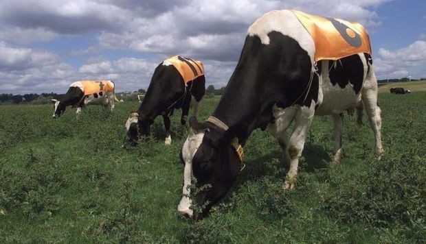 Los agricultores que hace 10 mil años tuvieron la idea de beber leche migraron a Europa. Foto: Reuters
