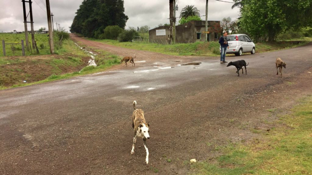 Lugar donde un hombre fue atacado por perros. Foto: Néstor Araújo.