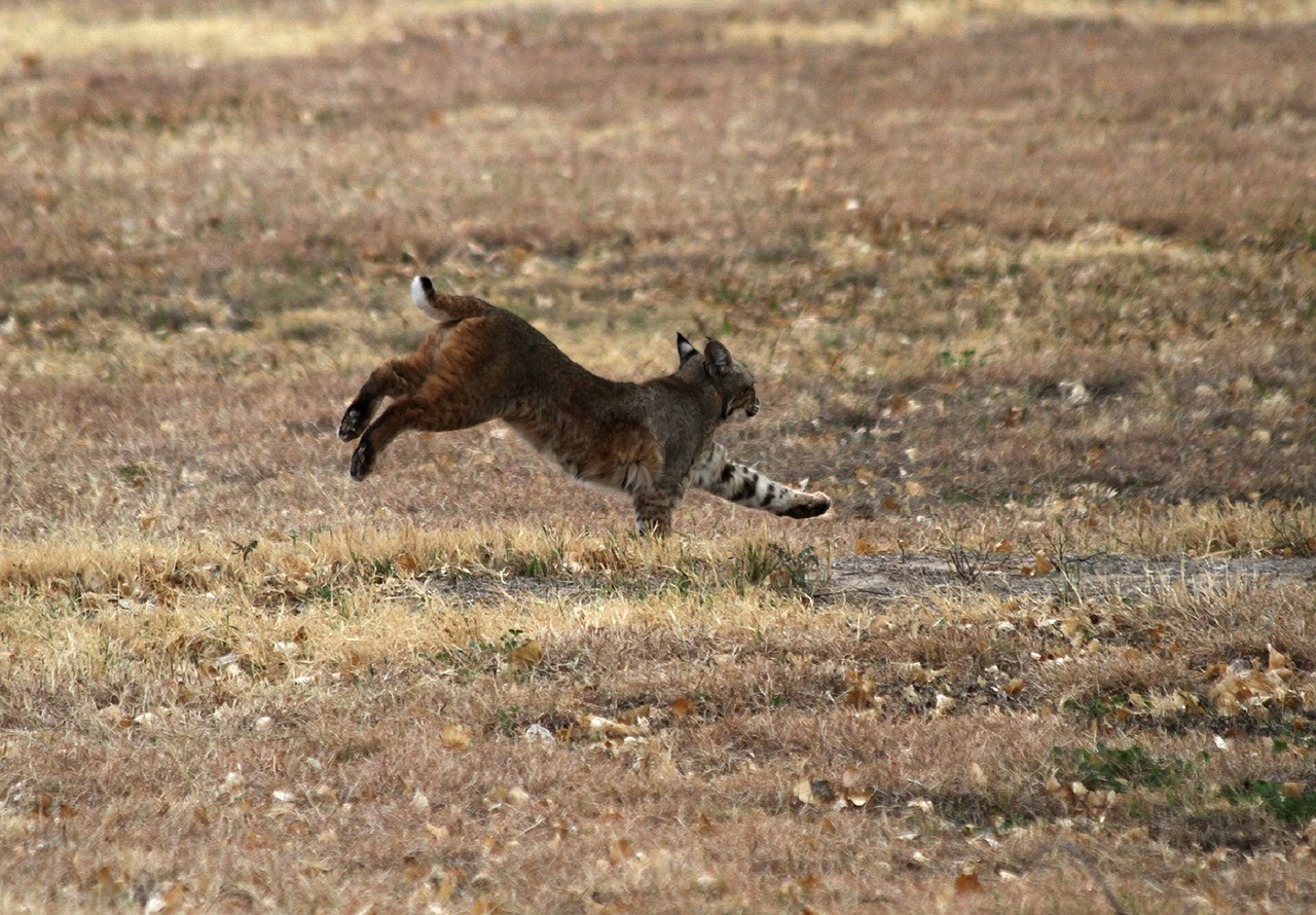 Lince