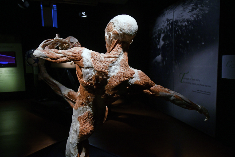Los cuerpos son articulados en diversas posiciones. Foto: Fernando Ponzetto