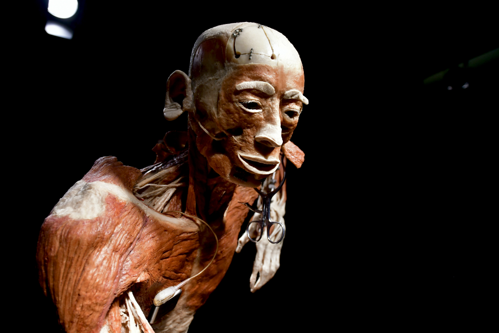 La muestra busca mostrar la fragilidad y la complejidad del cuerpo. Foto: Fernando Ponzetto
