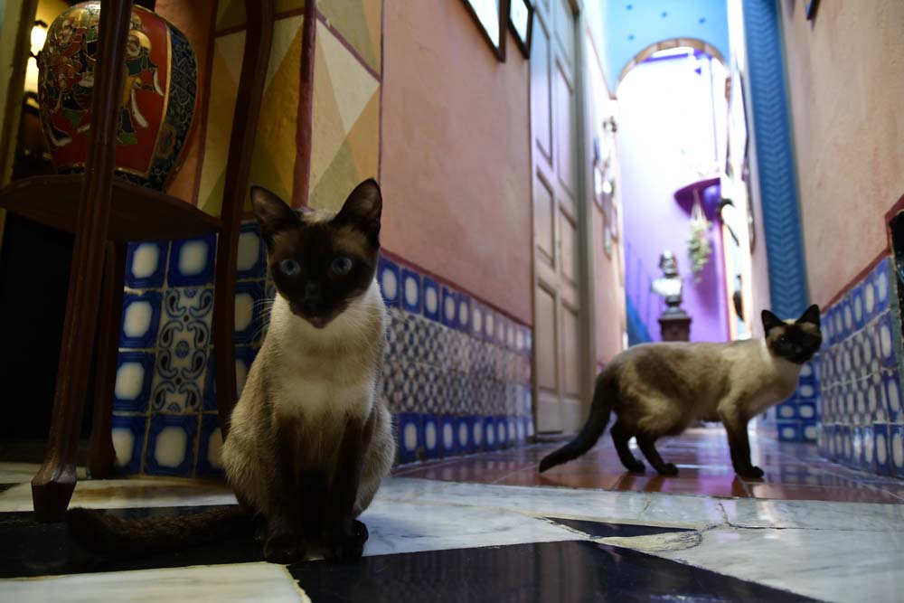 Hipatia e Hildegarda, dos de las tres siamesas que conviven con Rodolfo.